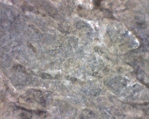 2 dollar coin x230 - small