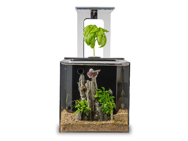EcoQube C Aquarium for $114