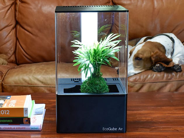 EcoQube Air Desktop Greenhouse for $169