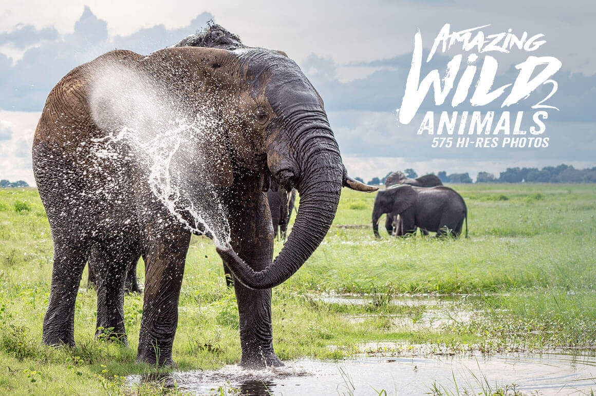 500+ Hi-Res Photos of Wild Animals from Africa – only $9!