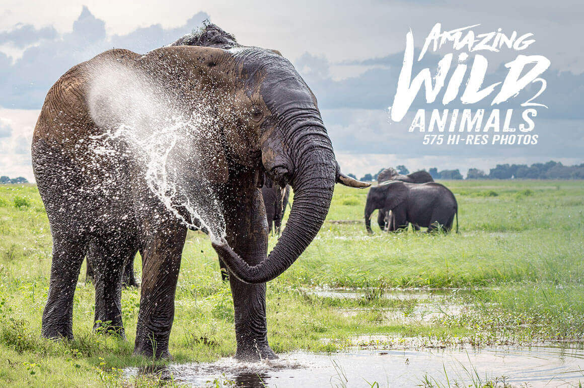 500+ Hi-Res Photos of Wild Animals from Africa - only $9!