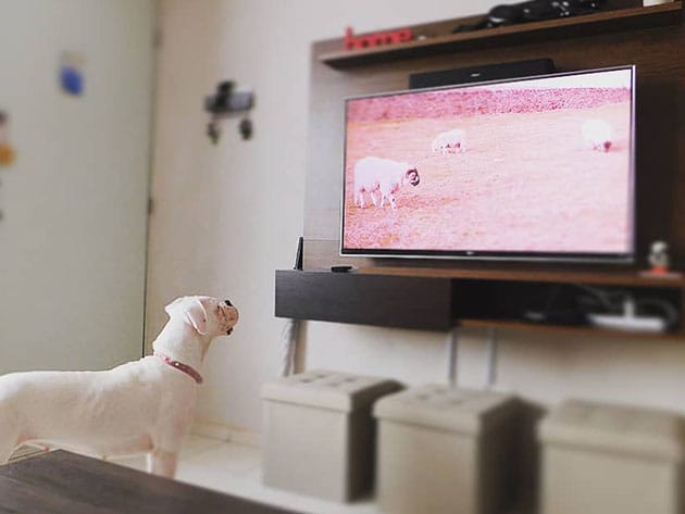 Relax My Dog Video Streaming: 2-Yr Subscription for $39