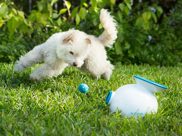 iFetch: Automatic Ball Launcher for Dogs for $115