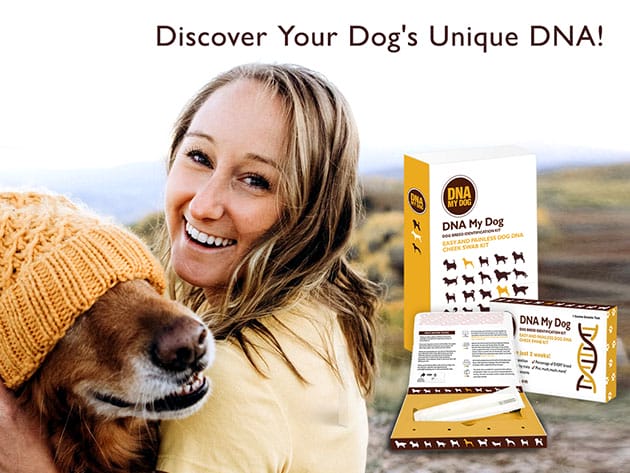 DNA My Dog Breed Identification Test Plus Full Genetic Screening for $178