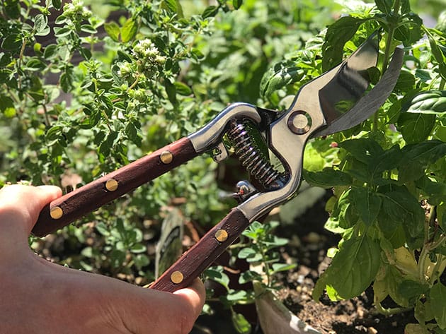 Thai Kitchen & Garden Shears for $34