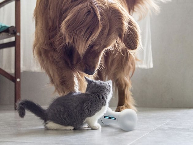 Wickedbone: Smart Interactive Dog Toy for $69