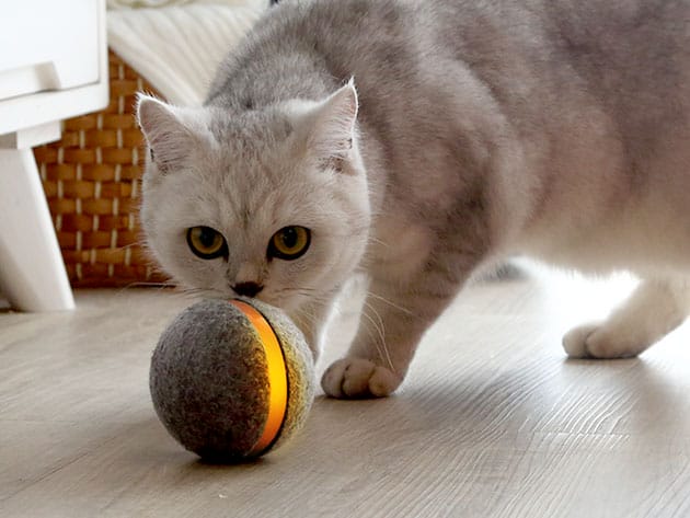Wicked Ball: Interactive Toy for Cats for $42
